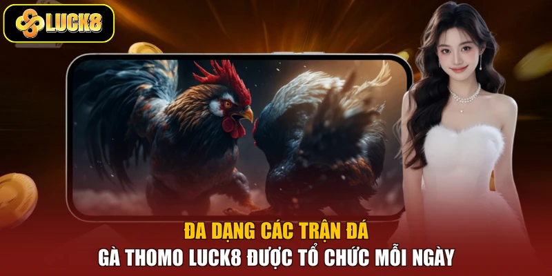 Đa dạng các trận đá gà Thomo Luck8 được tổ chức mỗi ngày
