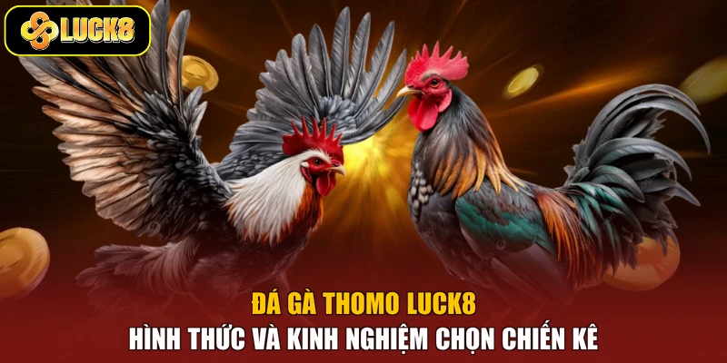 Đá Gà Thomo Luck8 - Hình Thức Và Kinh Nghiệm Chọn Chiến Kê