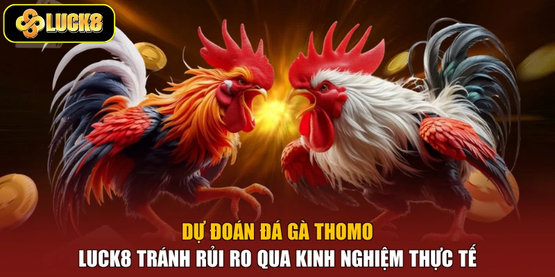 Dự đoán đá gà Thomo Luck8 tránh rủi ro qua kinh nghiệm thực tế