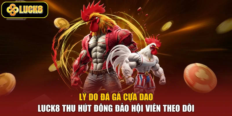 Lý do đá gà cựa dao Luck8 thu hút đông đảo hội viên theo dõi